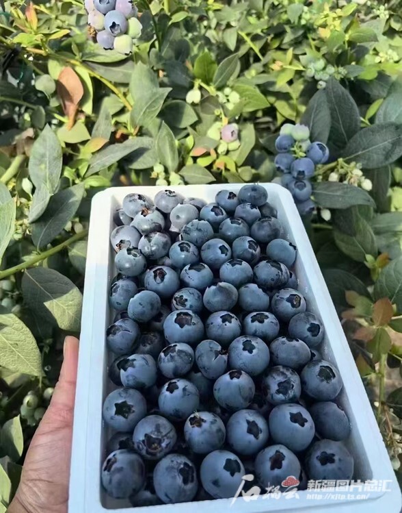 芒果体育app下载新疆伽师蓝莓“抢鲜”奔全国 寄递量已超2吨(图1)